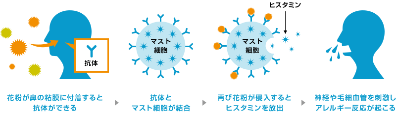 花粉が鼻の粘膜に付着すると抗体ができる | 抗体とマスト細胞が結合 | 再び花粉が侵入するとヒスタミンを放出 | 神経や毛細血管を刺激しアレルギー反応が起こる