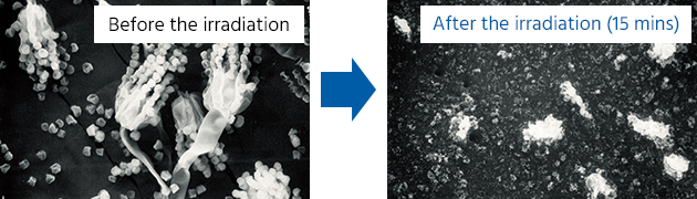 The picture of molds | Before the irradiation and After the irradiation (15 mins)