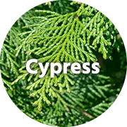 Cypress