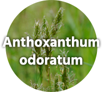 Anthoxanthum odoratum