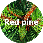 Red pine