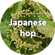 Japanese hop