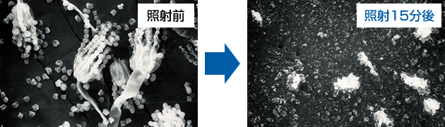 カビ写真 | 照射前・照射15分後