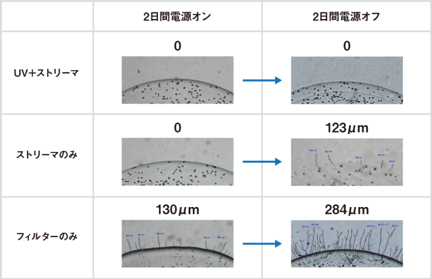 カビ菌の菌糸長比較